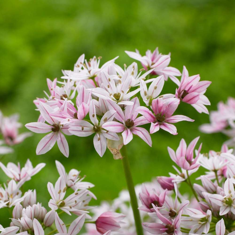 Allium 'Cameleon'